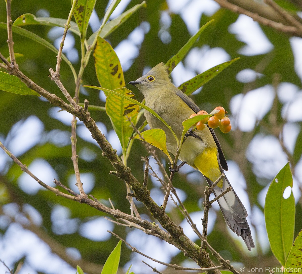 Long-tailed Silky-flycatcher - ML623533613