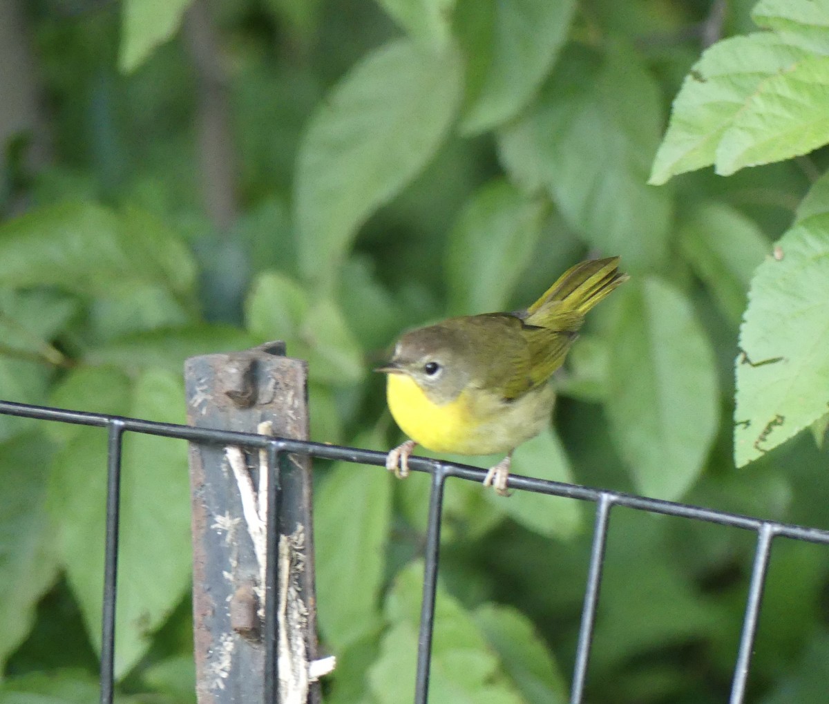 Common Yellowthroat - ML623533614