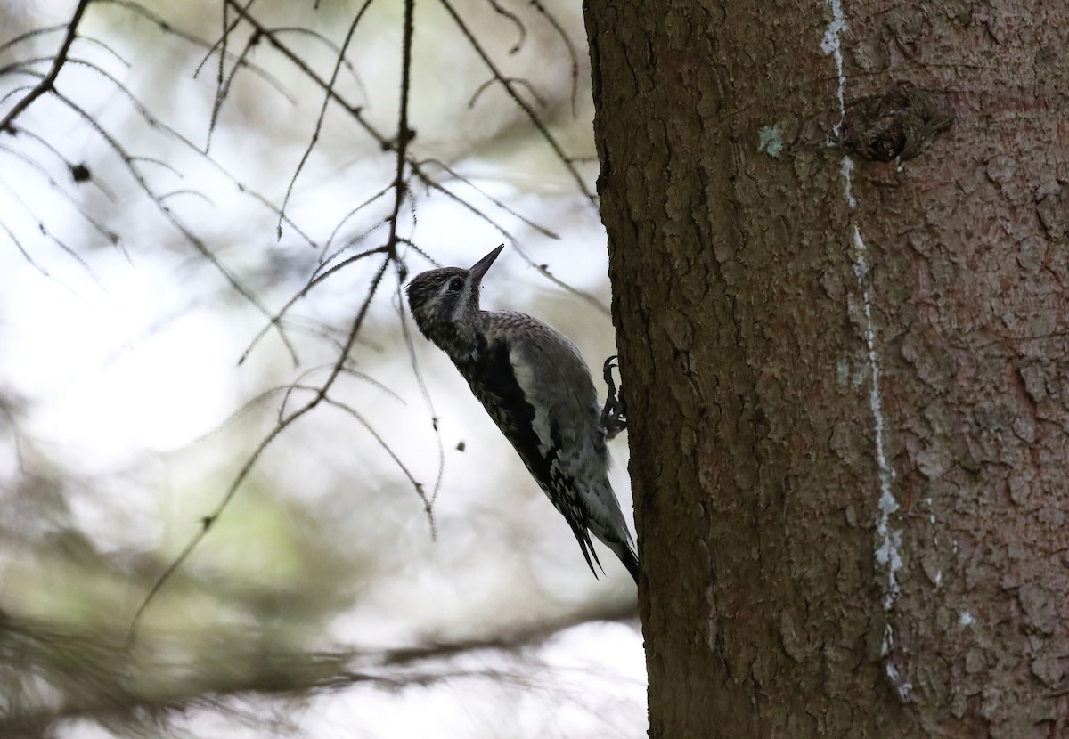 Yellow-bellied Sapsucker - ML623533640