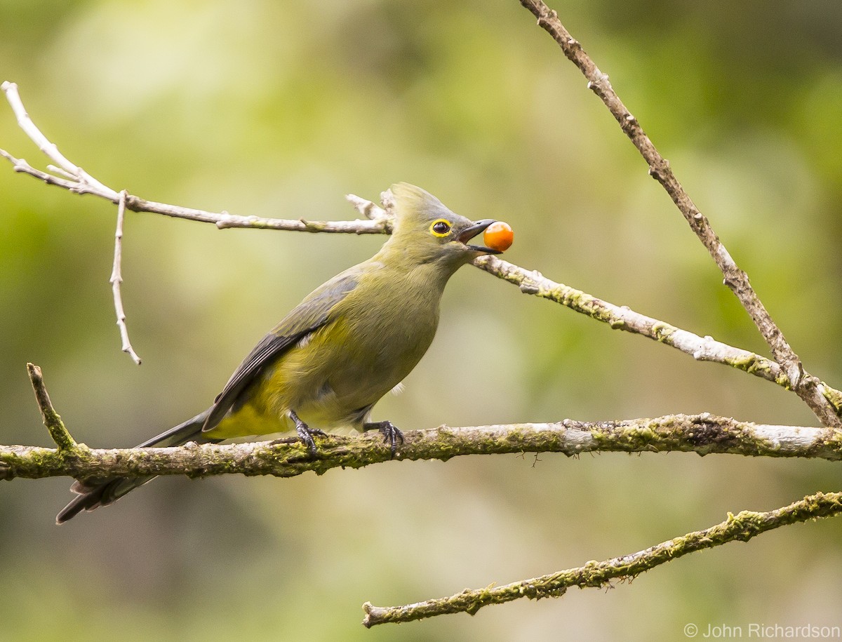 Long-tailed Silky-flycatcher - ML623533663