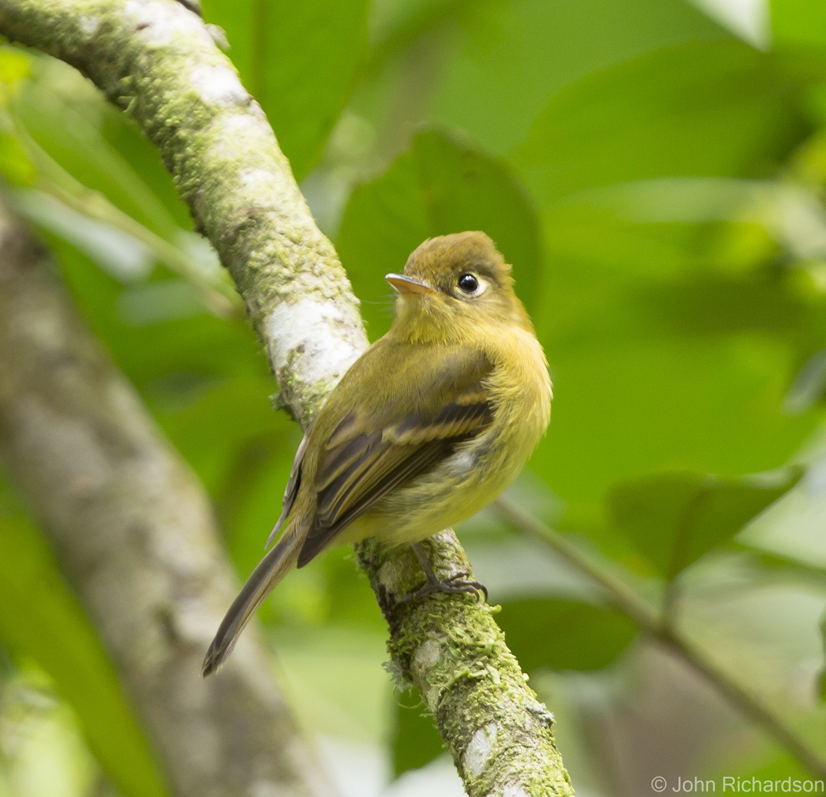 Yellowish Flycatcher - ML623533671