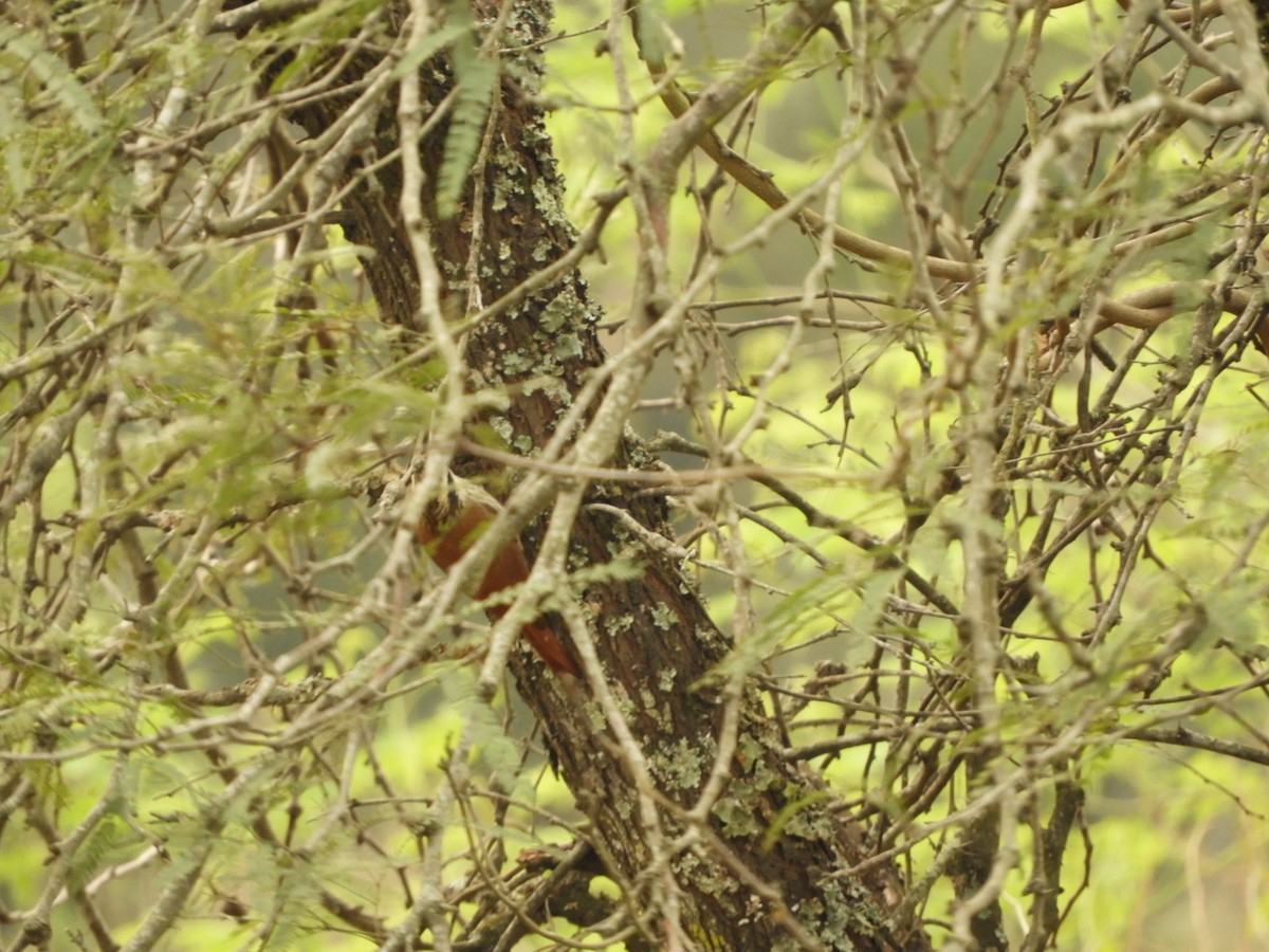 Narrow-billed Woodcreeper - ML623533673