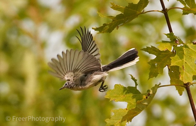 Blue-gray Gnatcatcher - ML623533678