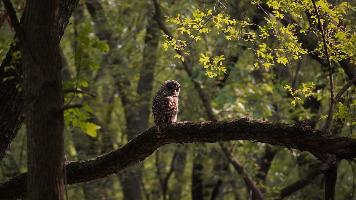 Barred Owl - ML623533702