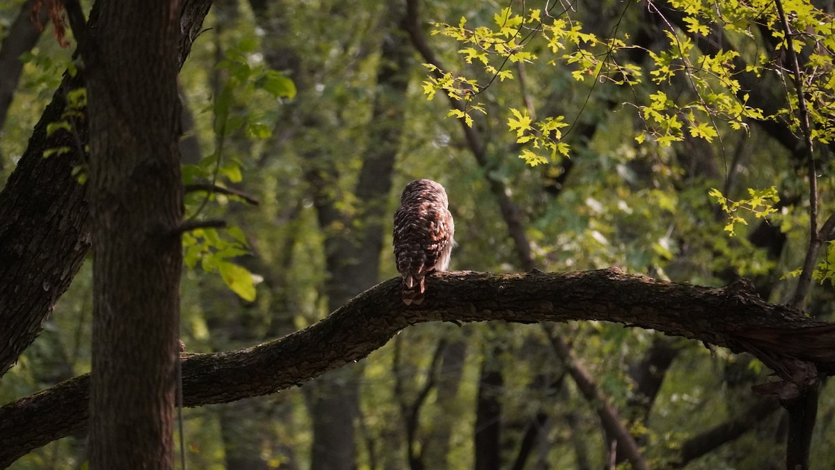 Barred Owl - ML623533703