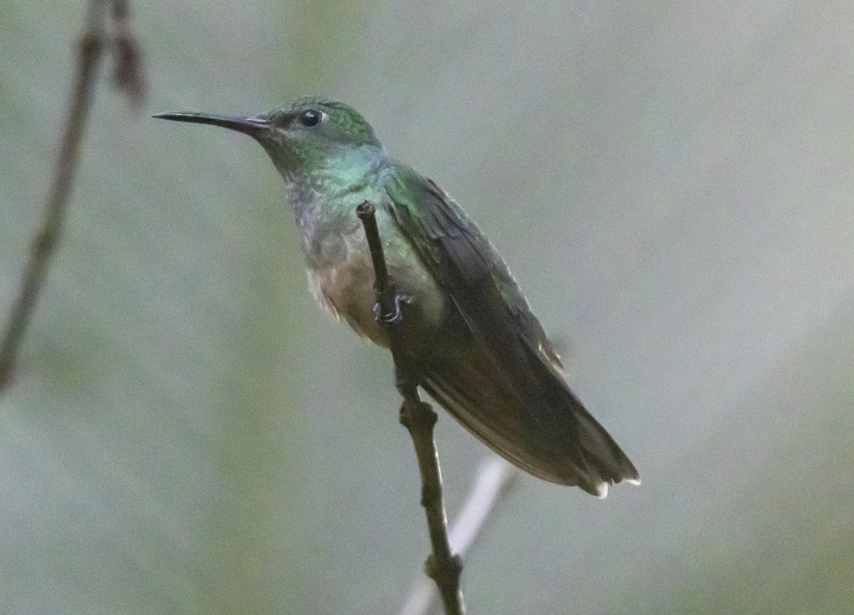 Scaly-breasted Hummingbird - ML623533718