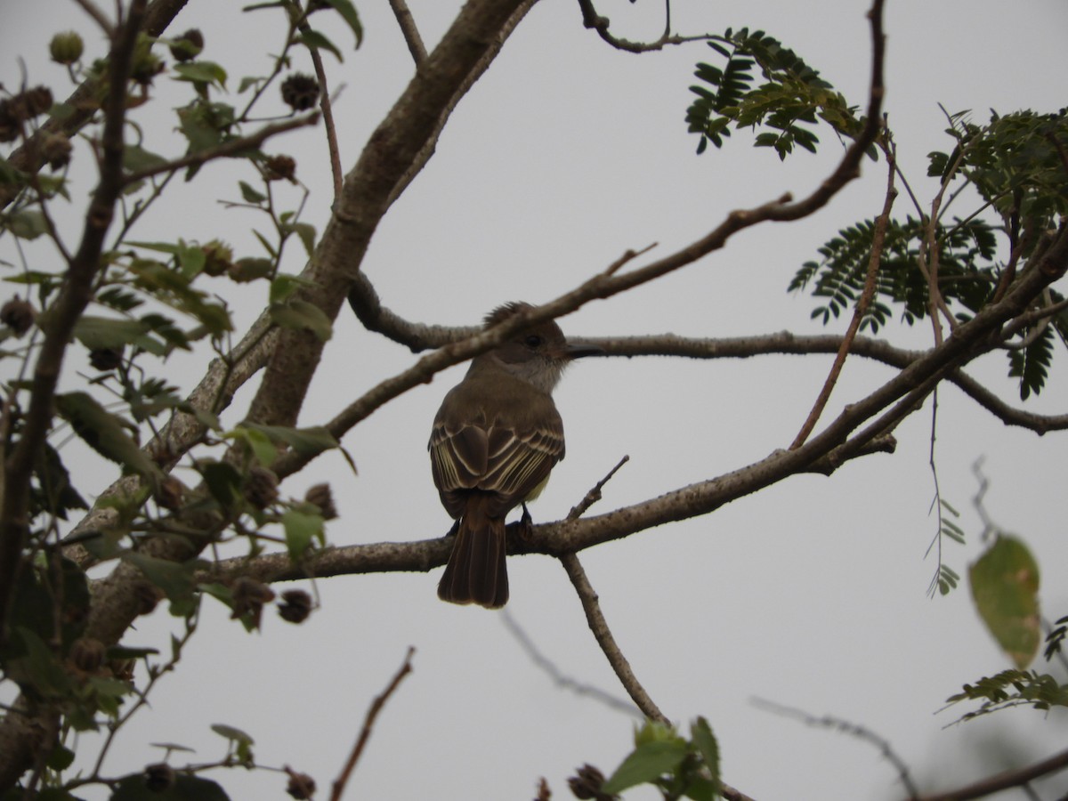 Brown-crested Flycatcher - ML623533737