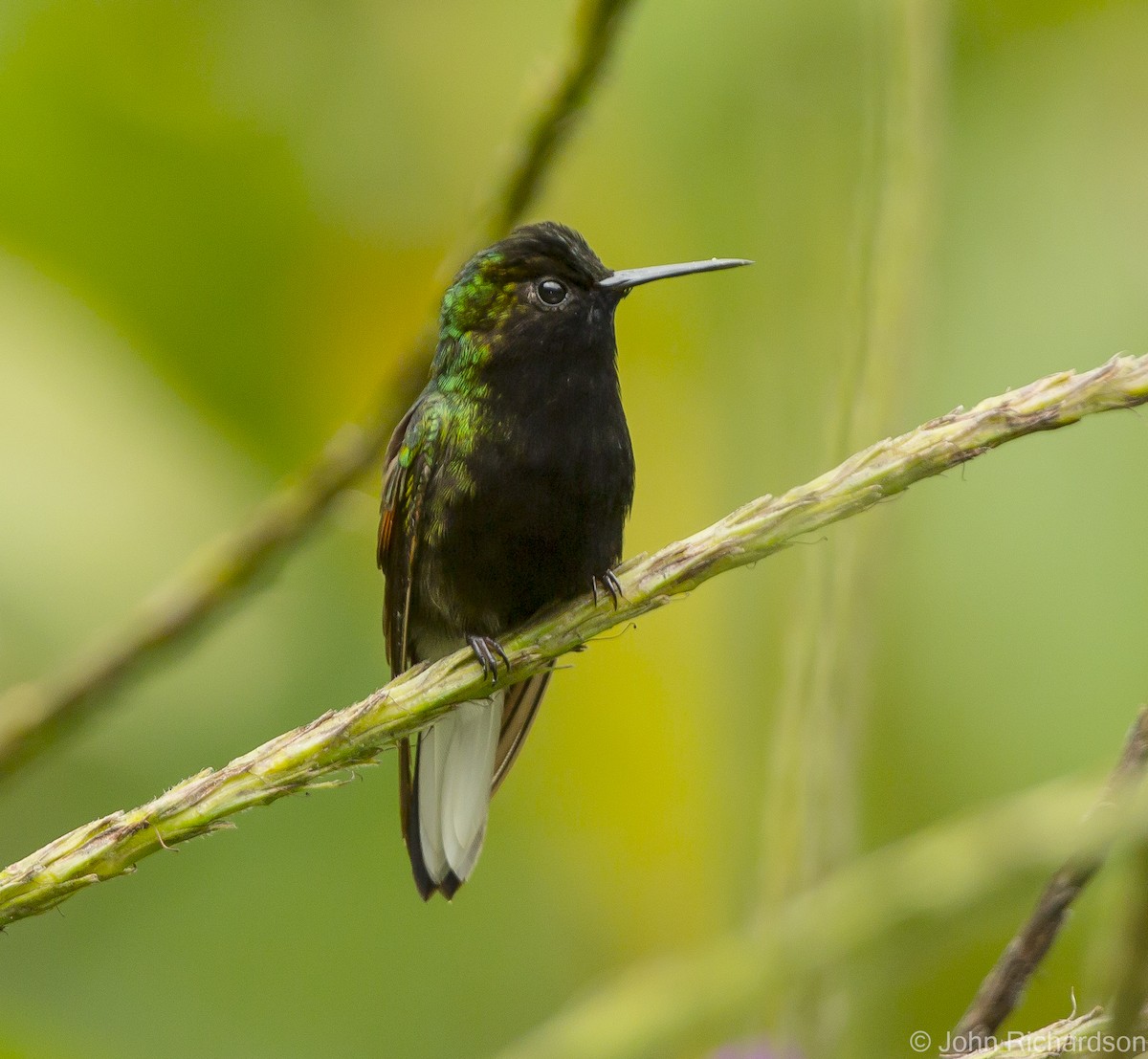 Black-bellied Hummingbird - ML623533740