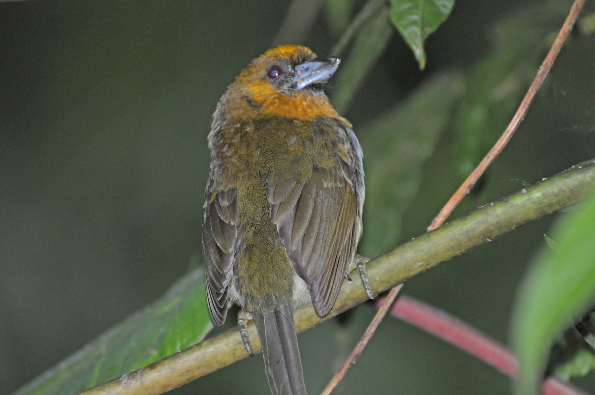 Prong-billed Barbet - ML623533757