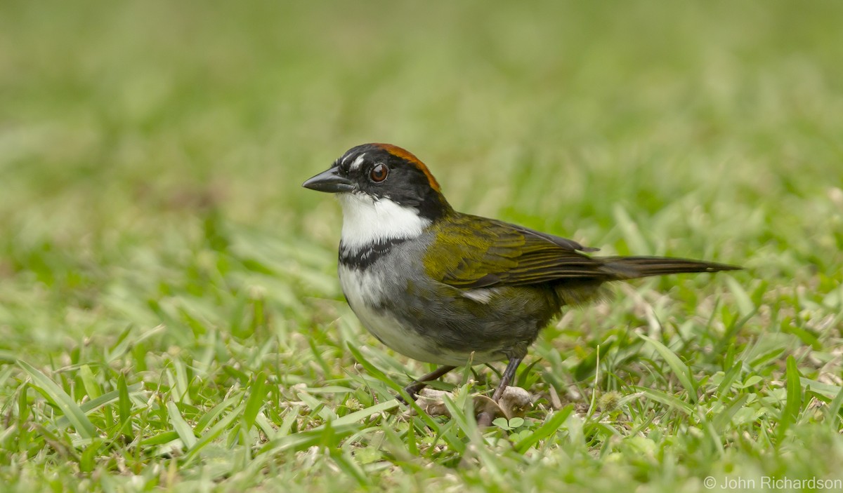 Chestnut-capped Brushfinch - ML623533760