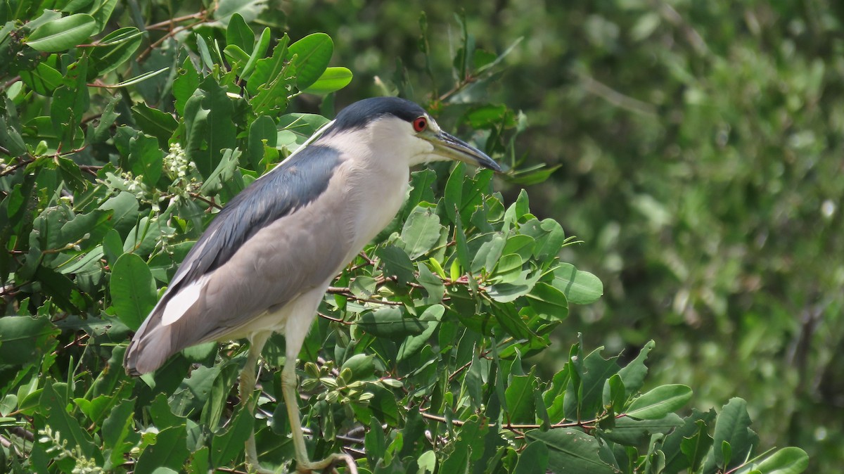 Black-crowned Night Heron - ML623533779