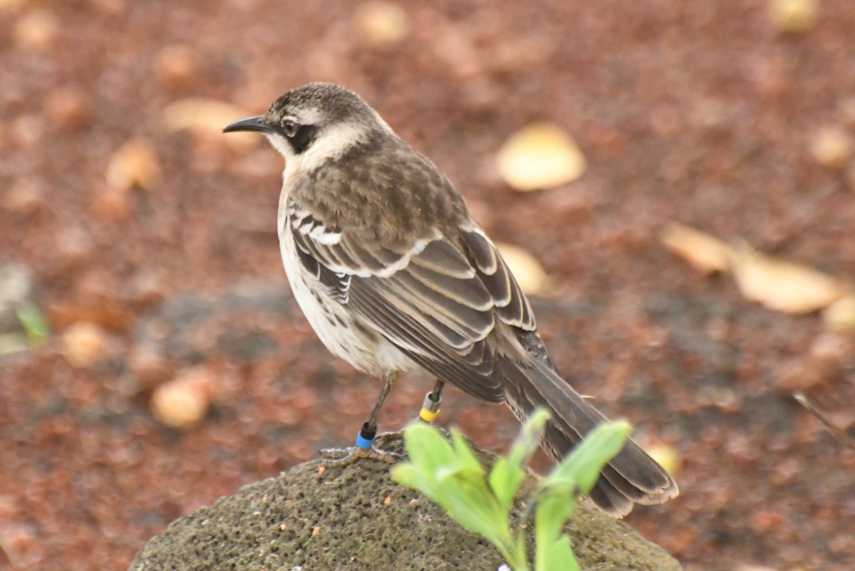 Galapagos Mockingbird - ML623533831