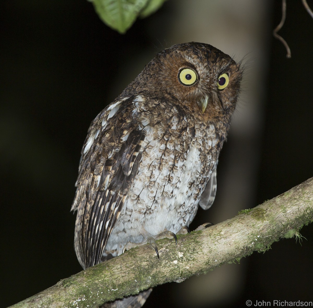 Bare-shanked Screech-Owl - ML623533837