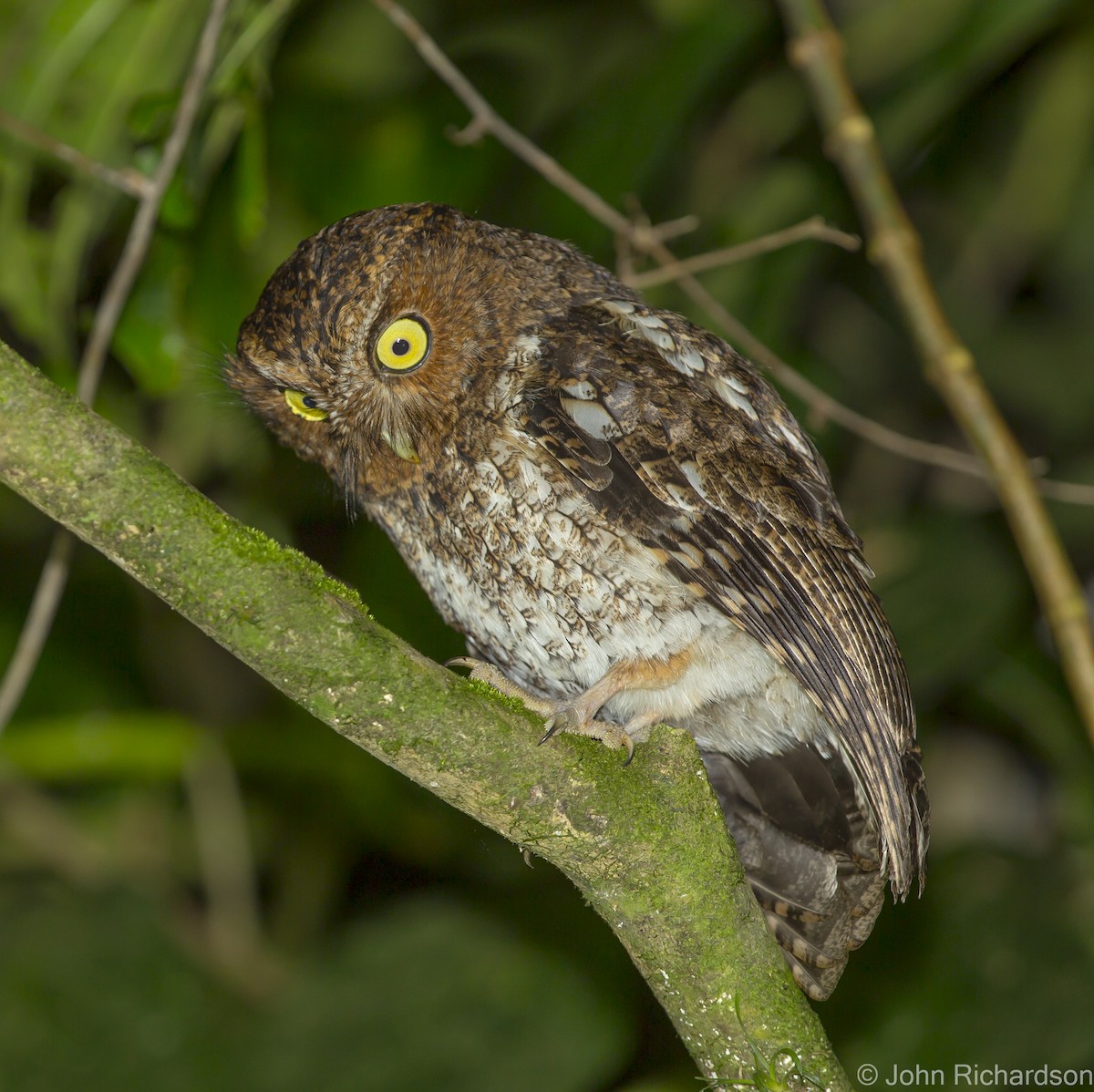 Bare-shanked Screech-Owl - ML623533838