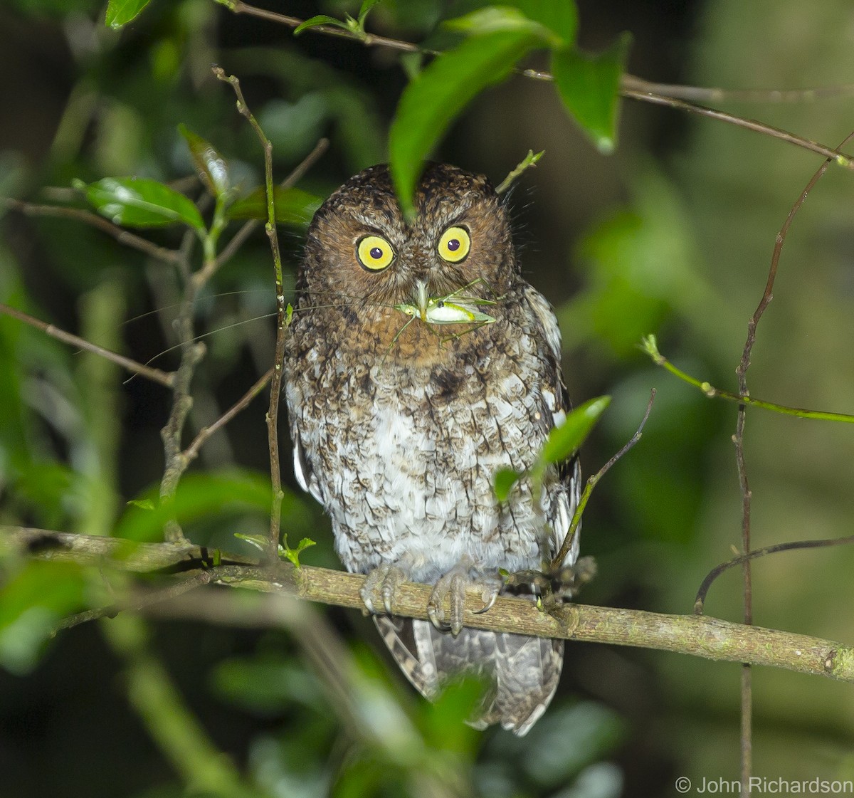 Bare-shanked Screech-Owl - John Richardson