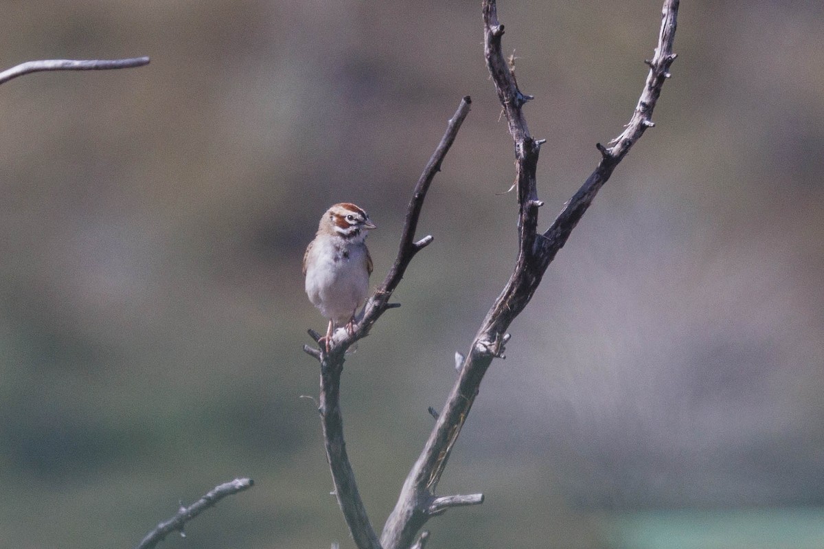 Bruant à joues marron - ML623533914