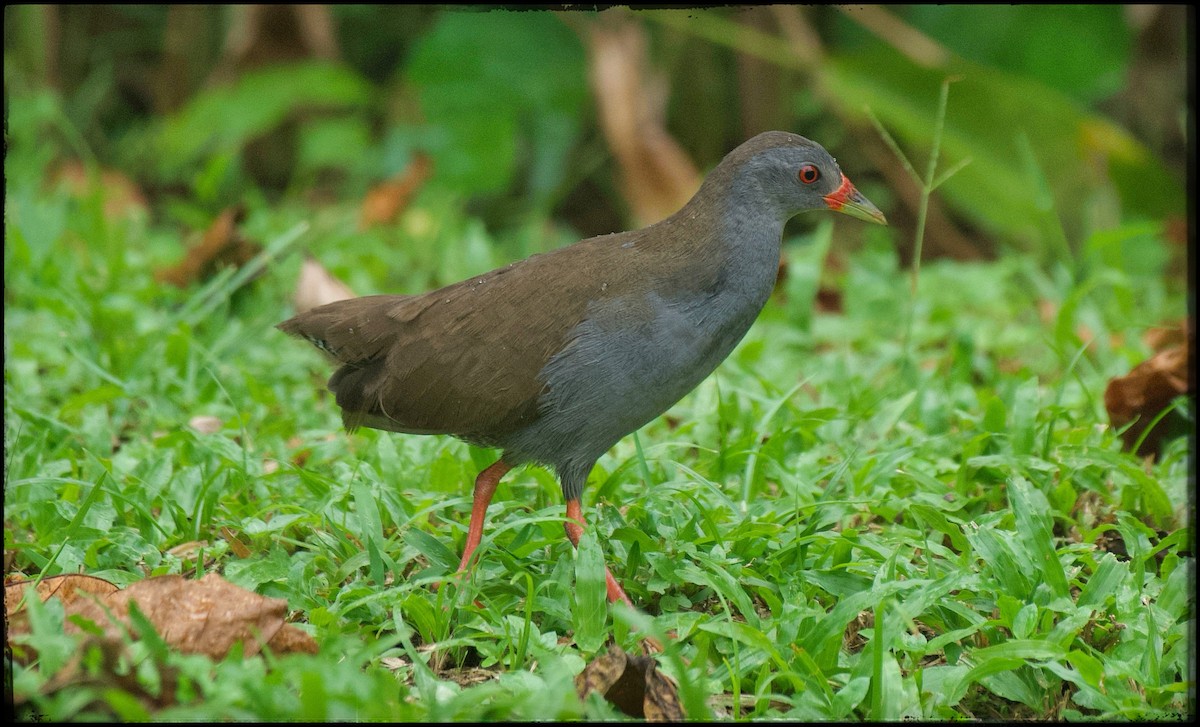 Paint-billed Crake - ML623534009