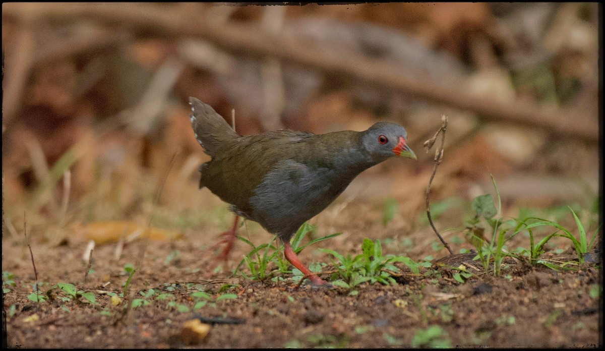 Paint-billed Crake - ML623534011