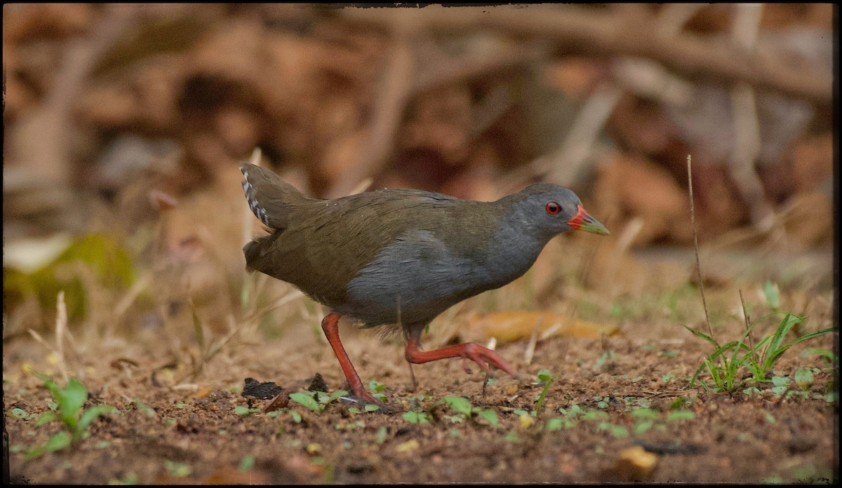 Paint-billed Crake - ML623534012