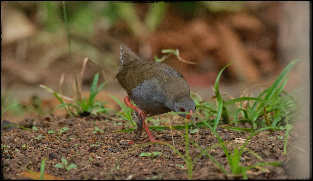 Paint-billed Crake - ML623534015