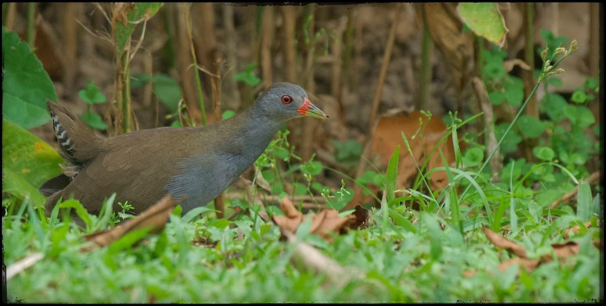 Paint-billed Crake - ML623534016