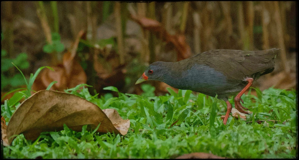 Paint-billed Crake - ML623534017