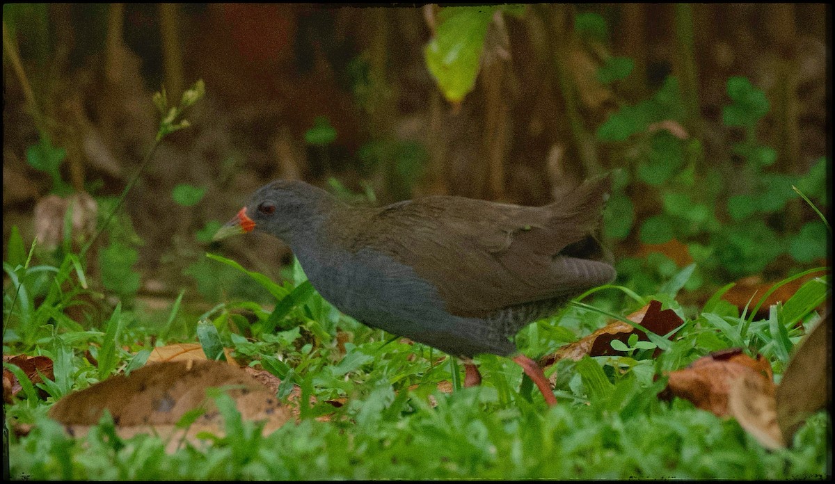 Paint-billed Crake - ML623534018