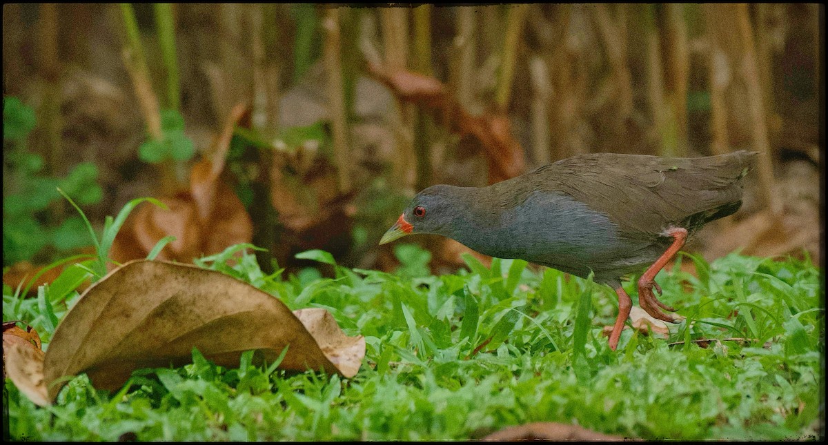 Paint-billed Crake - ML623534020