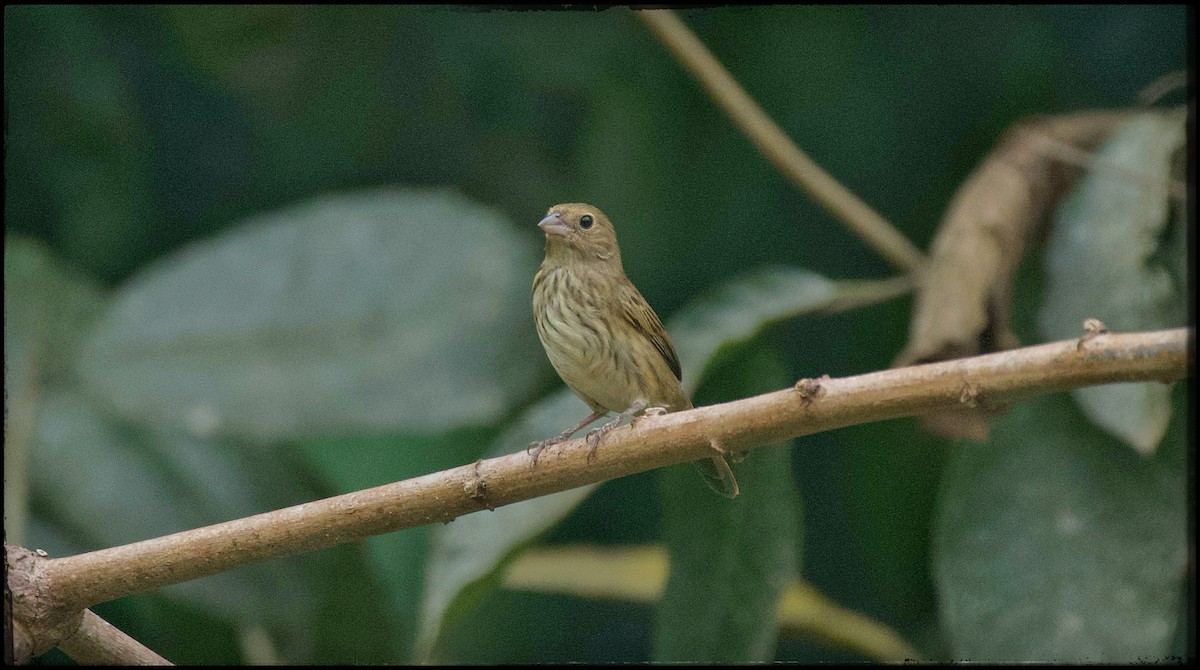 Blue-black Grassquit - ML623534029