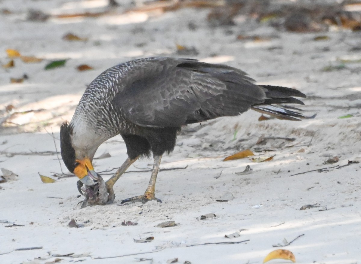 Crested Caracara (Southern) - Dave Griswold