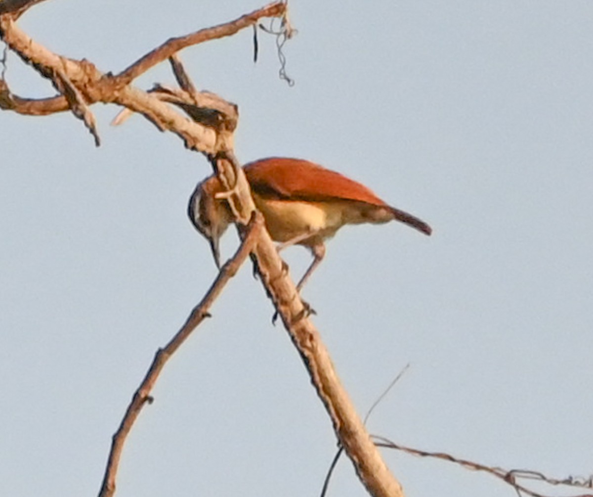 Pale-legged Hornero - Dave Griswold