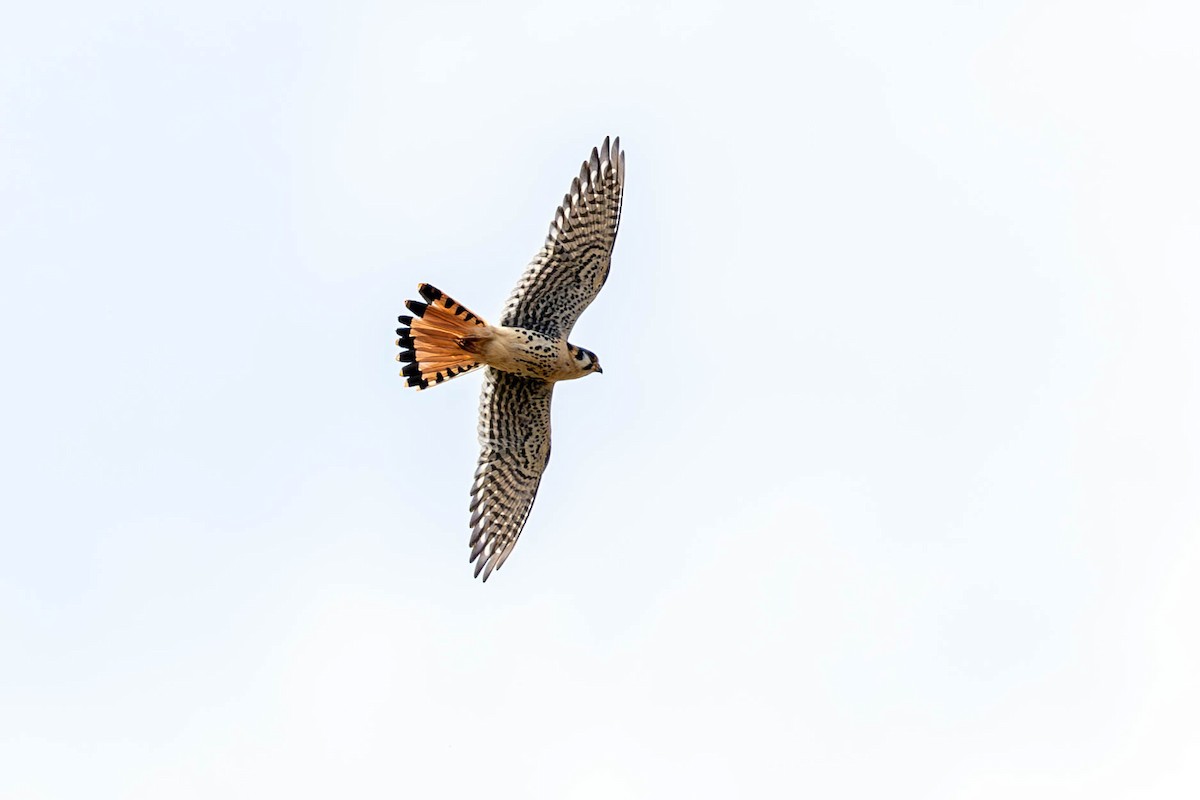 American Kestrel - ML623534092