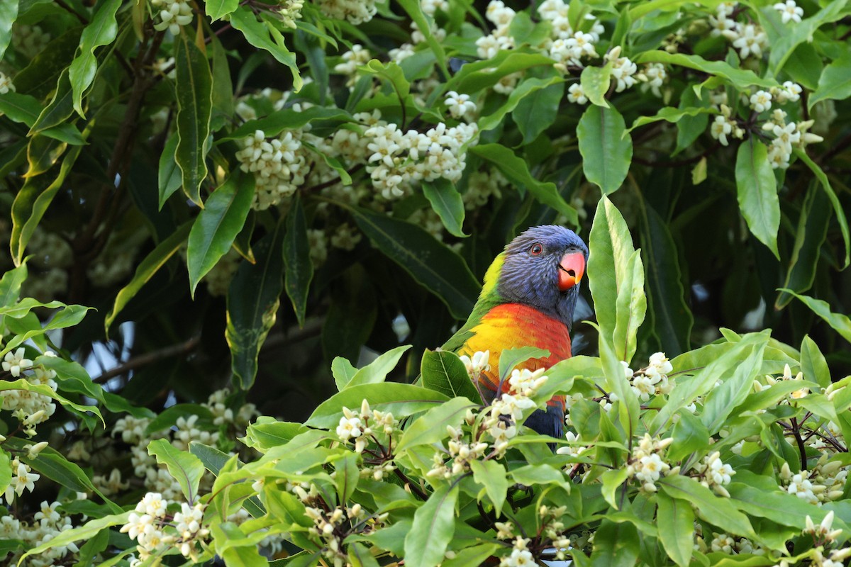 Rainbow Lorikeet - ML623534125