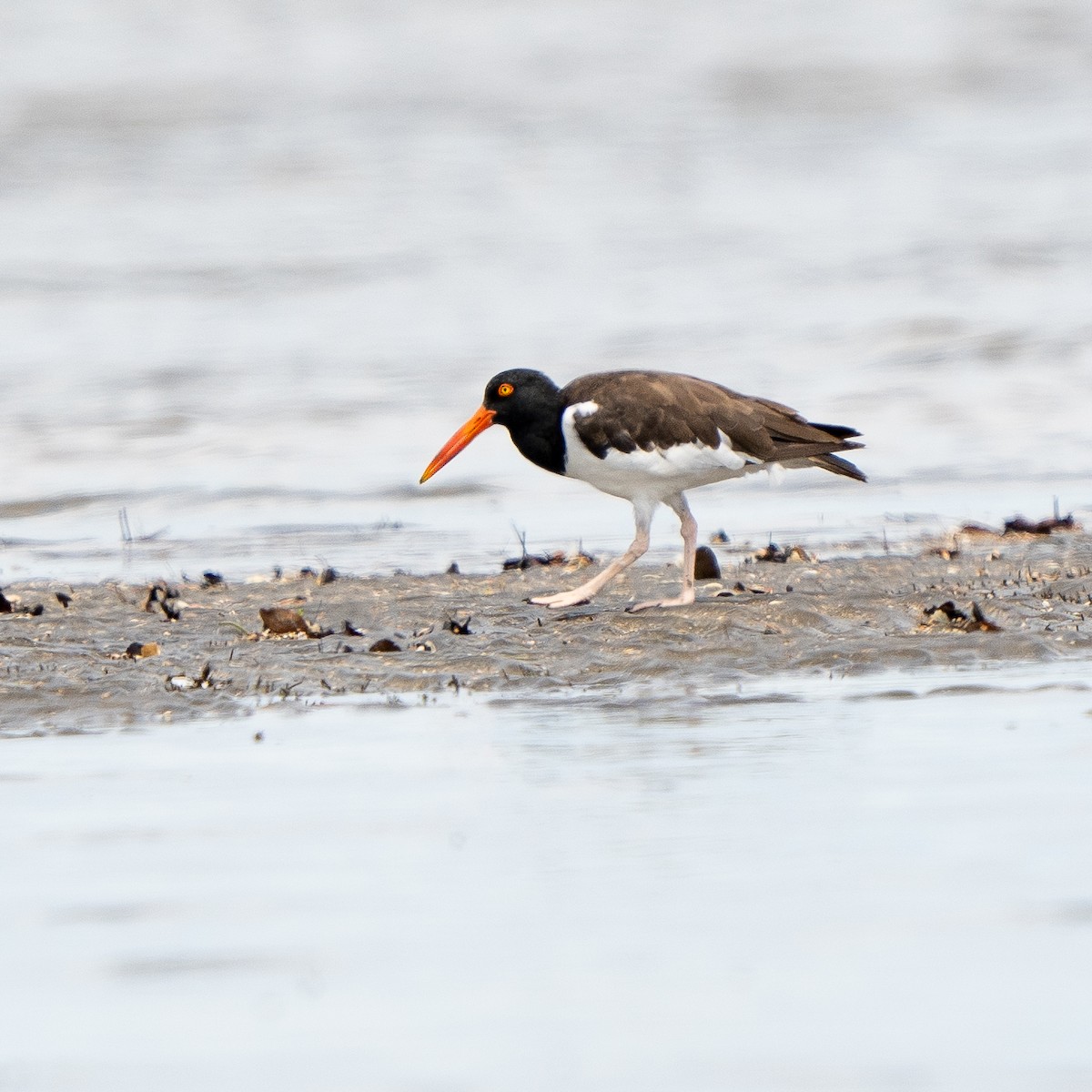 American Oystercatcher - ML623534126