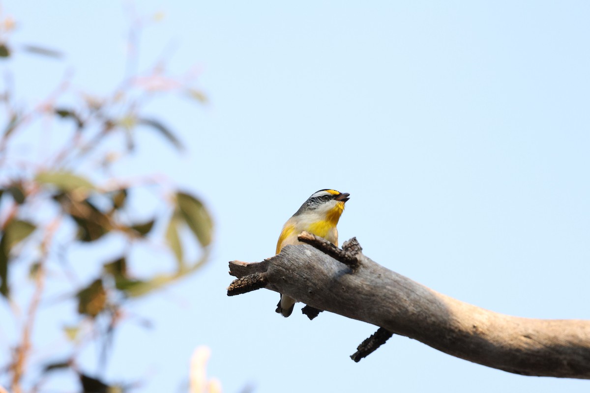 Striated Pardalote (Striated) - ML623534146