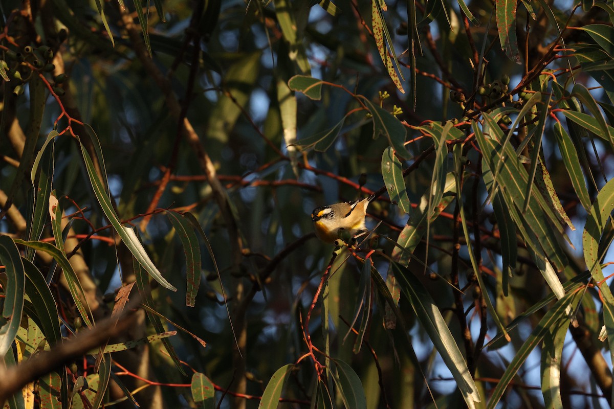 Striated Pardalote (Striated) - ML623534149