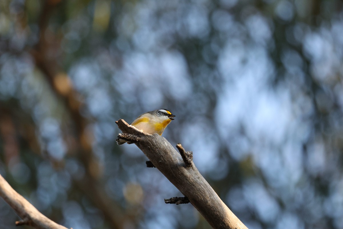 Striated Pardalote (Striated) - ML623534150