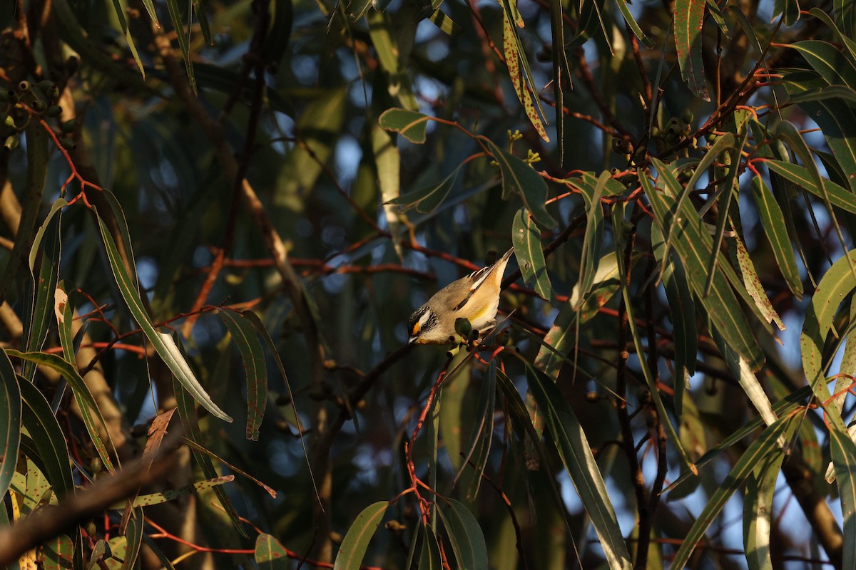 Striated Pardalote (Striated) - ML623534151