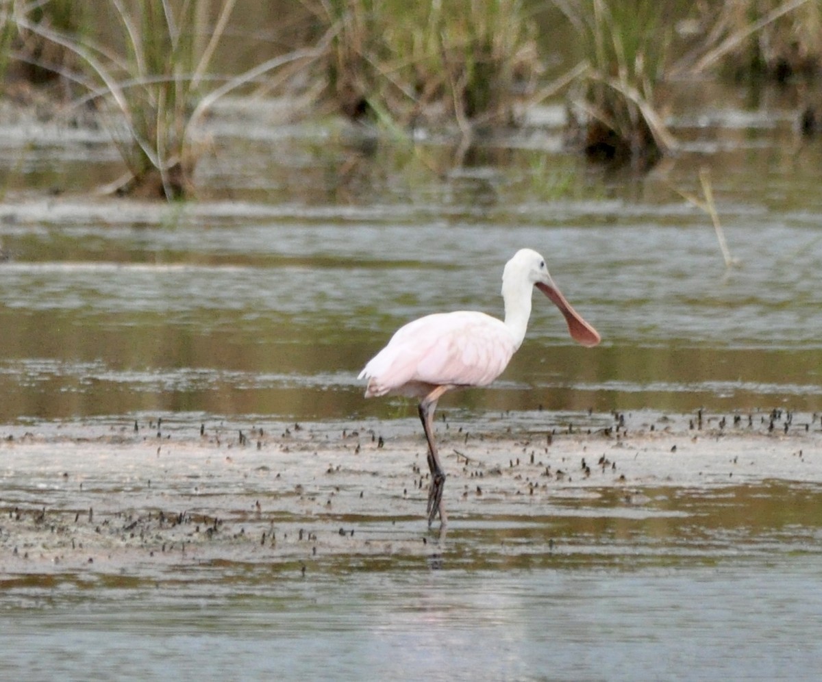 Roseate Spoonbill - ML623534190