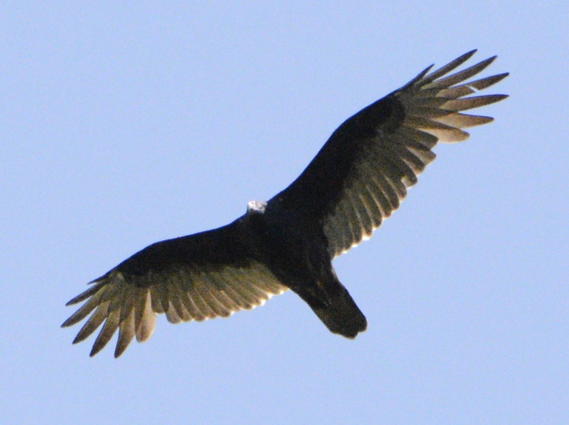 Turkey Vulture - ML623534208