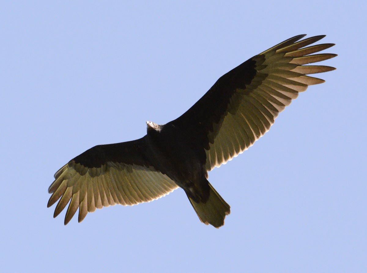 Turkey Vulture - ML623534209