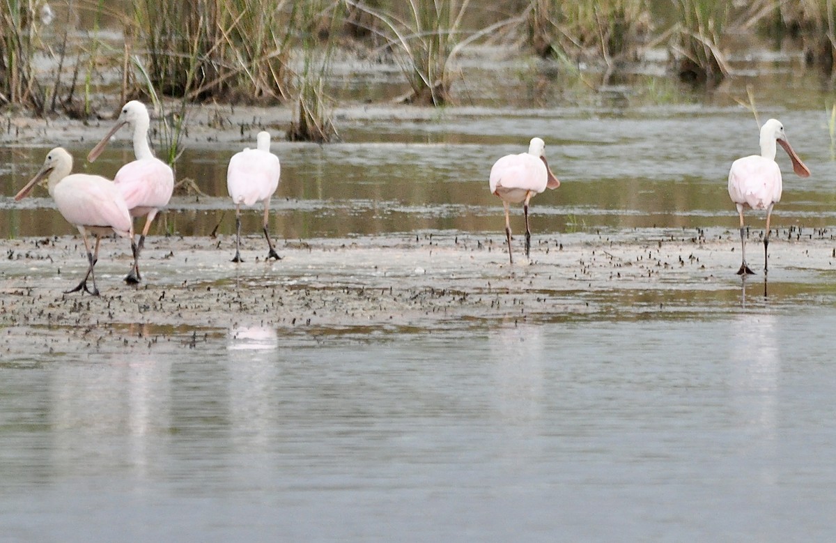 Roseate Spoonbill - ML623534217