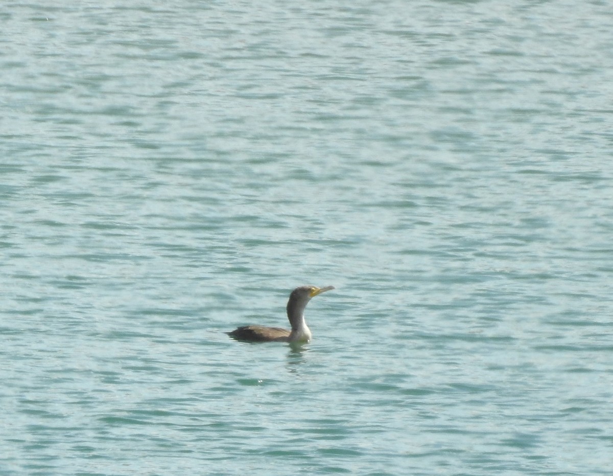 Double-crested Cormorant - ML623534230