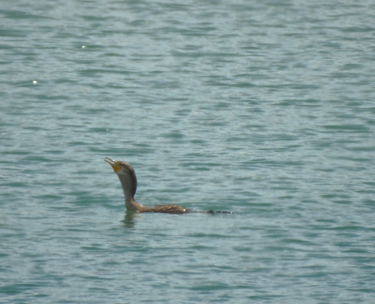 Double-crested Cormorant - ML623534232