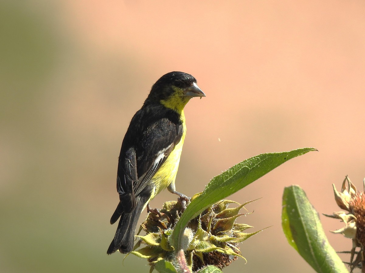 Lesser Goldfinch - ML623534238