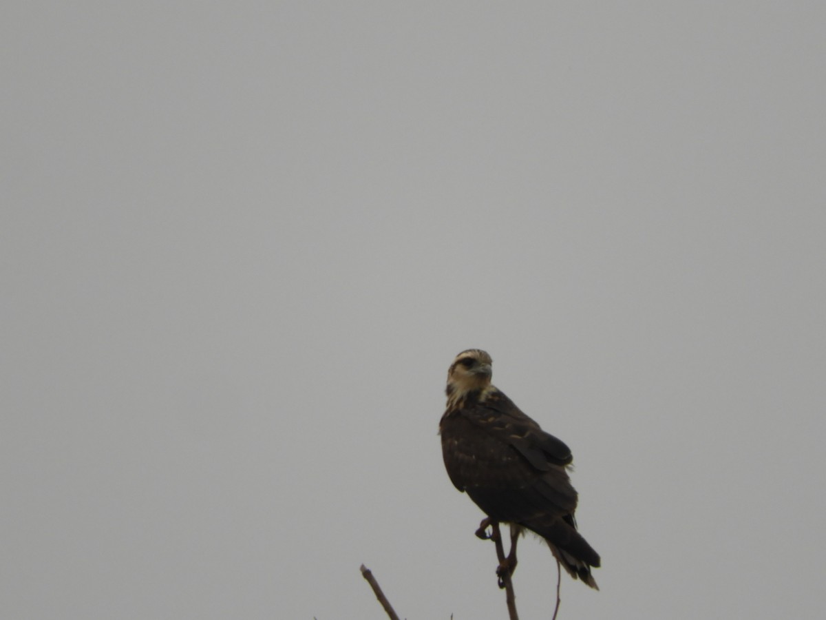 Snail Kite - Silvia Enggist