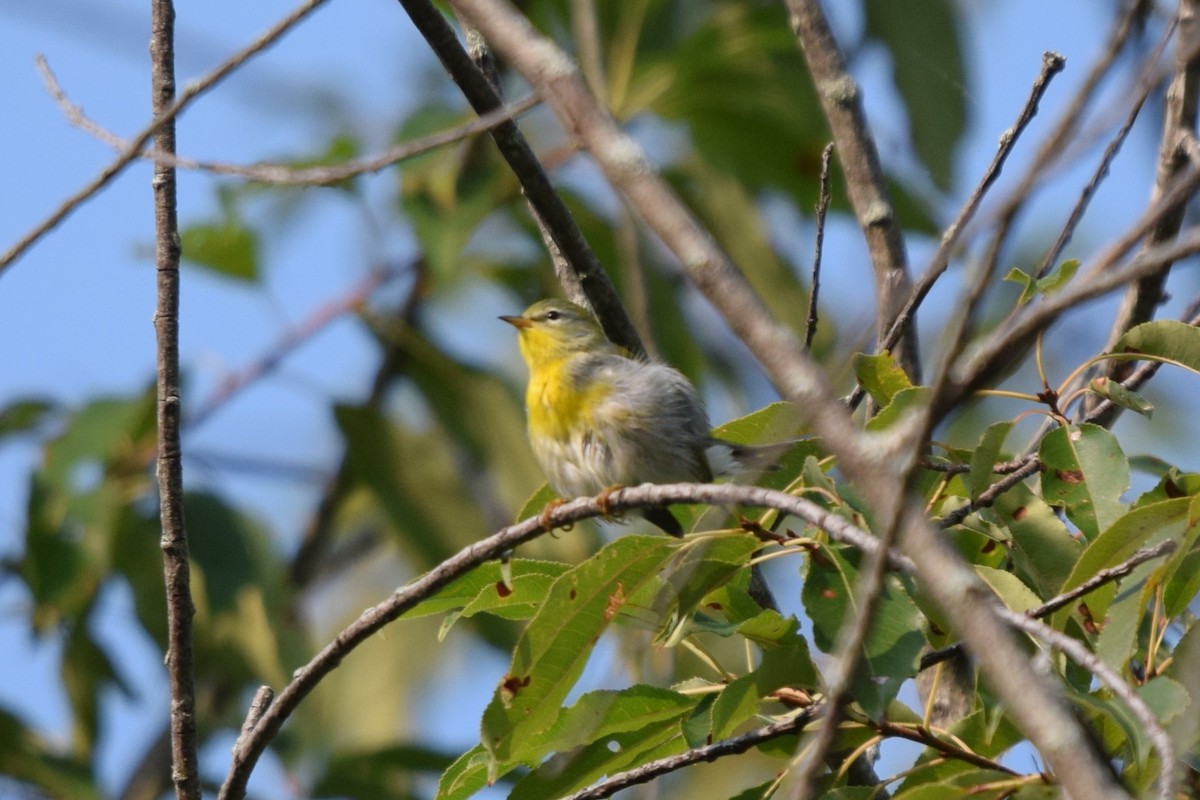 Northern Parula - ML623534363