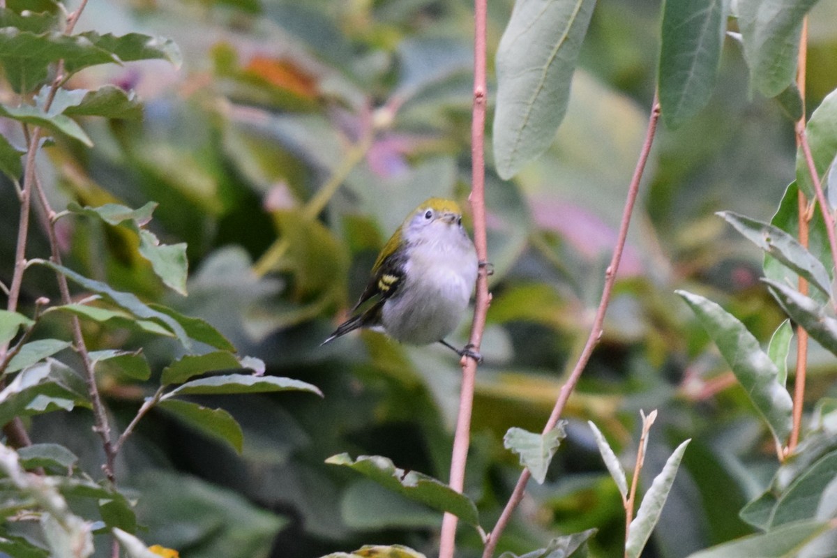 Chestnut-sided Warbler - ML623534366