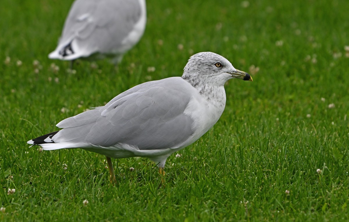 Ring-billed Gull - ML623534367