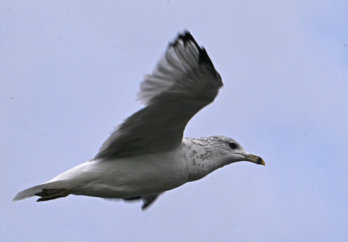 Ring-billed Gull - ML623534368